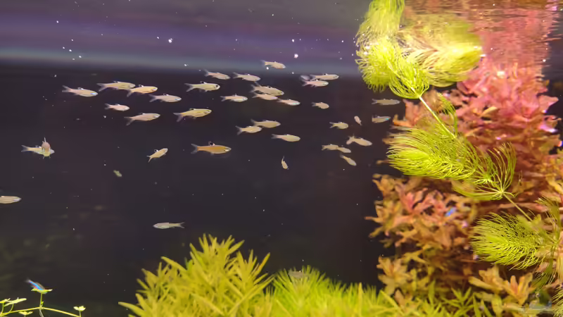 Brevibora dorsiocellata im Aquarium halten (Einrichtungsbeispiele für Augenfleckbärblinge)