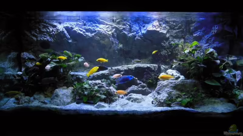 Aulonacara Bay Reef Aulonacara Bay Reef