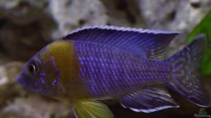 Einrichtungsbeispiele für Aulonocara stuartgranti "chitimba"