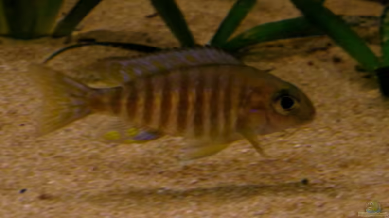 Einrichtungsbeispiele für Aulonocara ethelwynnae