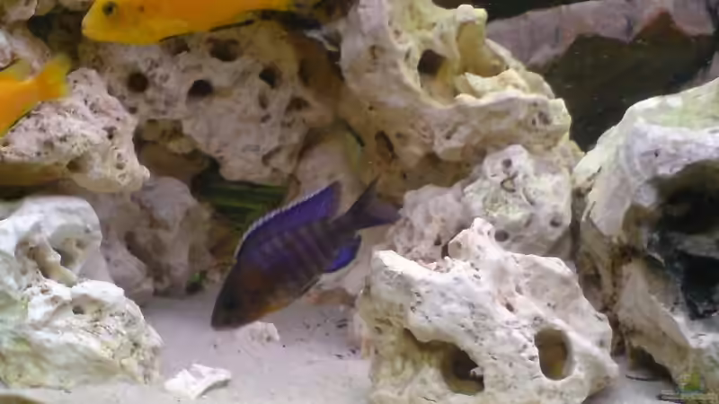 Aulonocara nyassae halten (Einrichtungsbeispiele für Kaiserbuntbarsche)