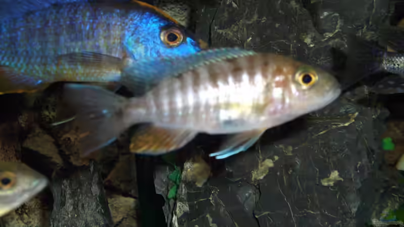 Einrichtungsbeispiele für Aulonocara jacobfreibergi (Feen-Kaiserbuntbarsch)