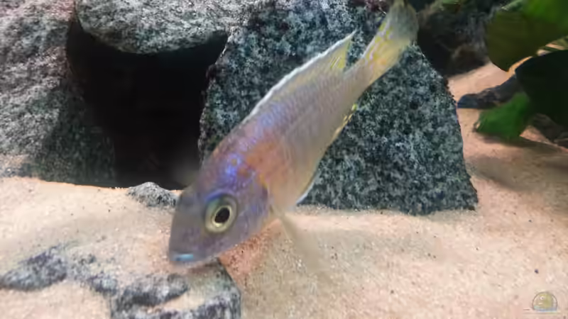 Aulonocara korneliae halten (Einrichtungsbeispiele für A. korneliae)