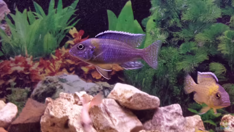 Aulonocara stuartgranti Blue Neon Aulonocara stuartgranti Blue Neon