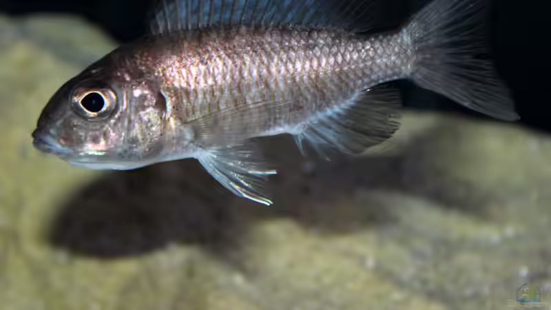 Einrichtungsbeispiele für Aulonocara stuartgranti "hongi"