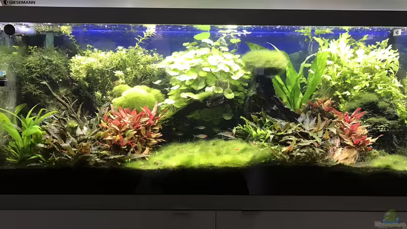 aus Berlin aus Berlin