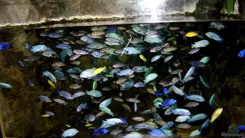 Aus der Geschichte der Malawisee-Aquaristik