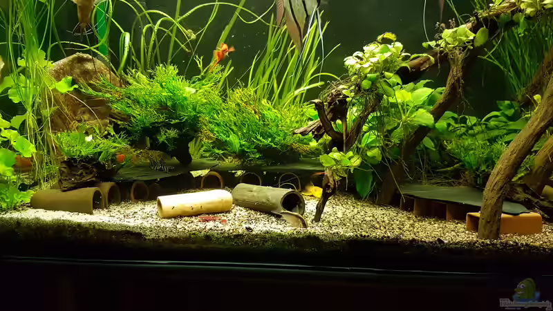 Ausschnitt Ausschnitt