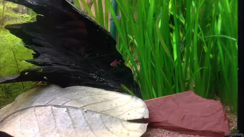 Axelrodia risei im Aquarium halten (Einrichtungsbeispiele für Erdbeersalmler)