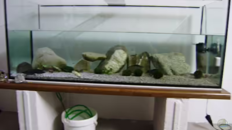 Axolotl Becken Axolotl Becken