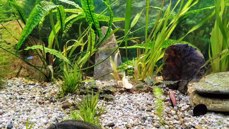 Axolotlbecken Axolotlbecken