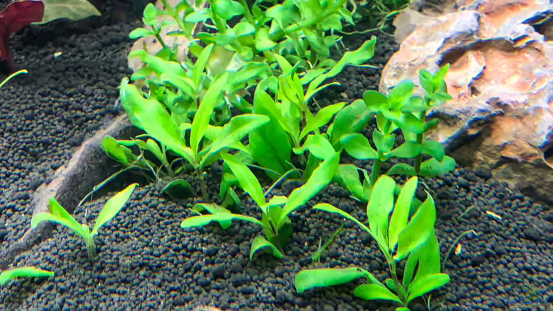 Bacopa caroliniana im Aquarium (Einrichtungsbeispiele mit Großes Fettblatt)