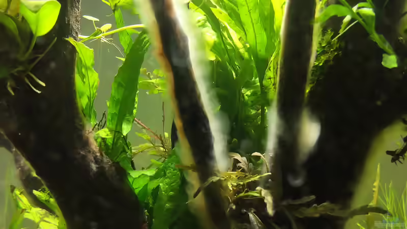 Bakterienrasen: Ursachen und Lösungen