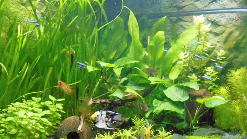 Balou`s Unterwasserwelt Balou`s Unterwasserwelt