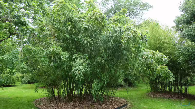 Bambus im Garten - Fluch oder Segen?