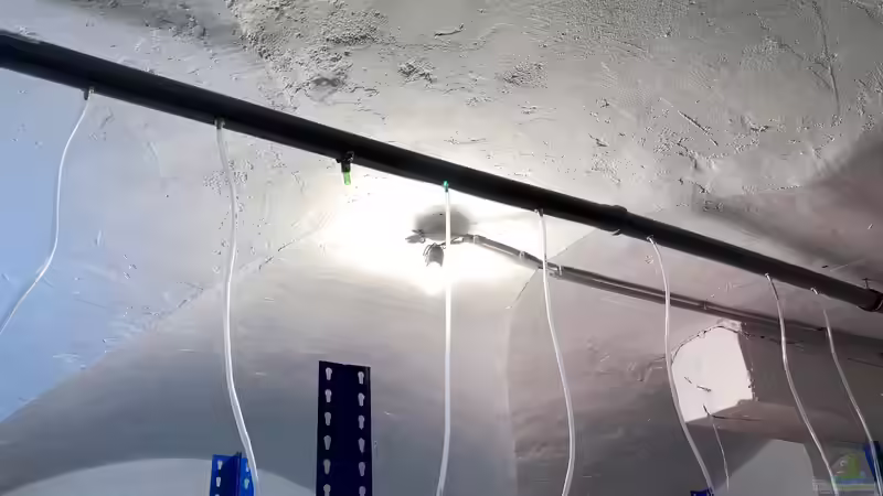 Bau eines Aquarien-Kellers, Teil SECHS, Frühling 2019