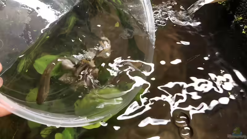 Bau eines Aquarien-Kellers, Teil VIER, Herbst/Winter 2018