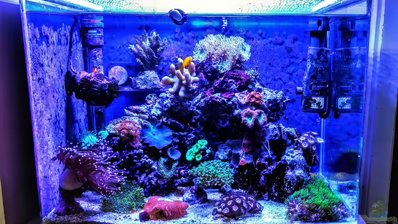 Bayreuther Nanoriff Bayreuther Nanoriff