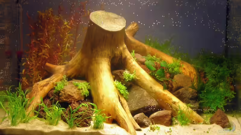 Becken, neu eingerichtet Becken, neu eingerichtet