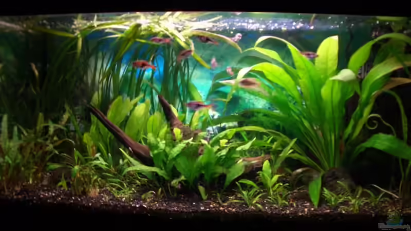 Becken 1.2.2007 Becken 1.2.2007