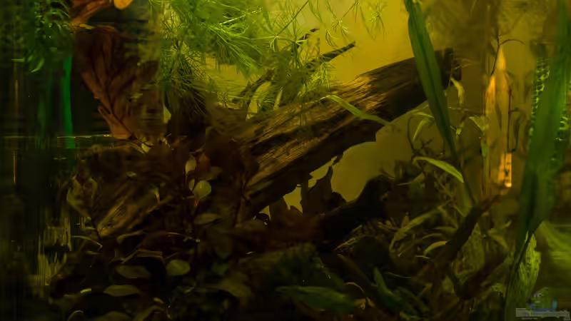 Becken 15.11.2016 - Wasserwerte erreicht Becken 15.11.2016 - Wasserwerte erreicht