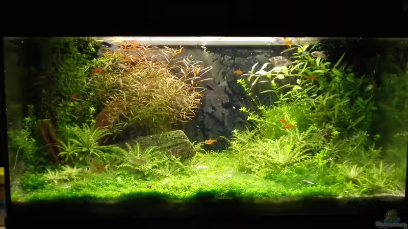 Becken 24.12.2009 Becken 24.12.2009