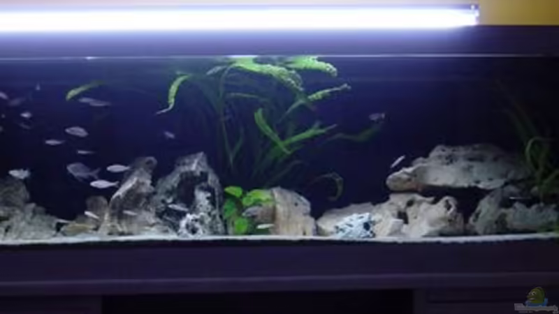 Becken 250x80x60 Becken 250x80x60