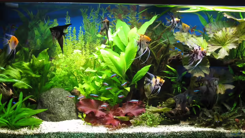 Becken 330 Liter Becken 330 Liter