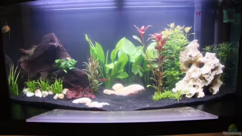 Becken 5 Tage nach dem Einrichten Becken 5 Tage nach dem Einrichten