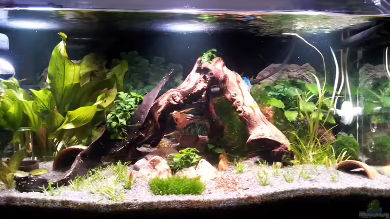 Becken 60 Liter Becken 60 Liter