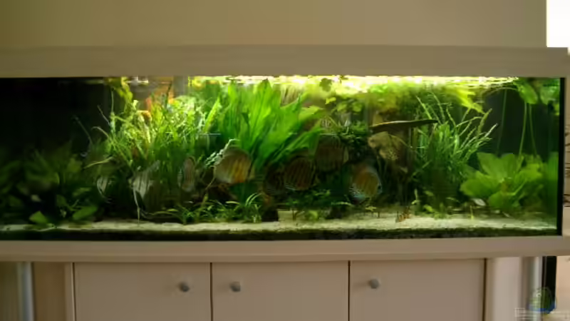 Becken 9 Monate nach Ersteinrichtung Becken 9 Monate nach Ersteinrichtung