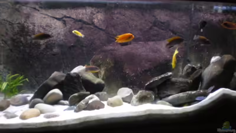 Becken am 06.05.2009 Becken am 06.05.2009