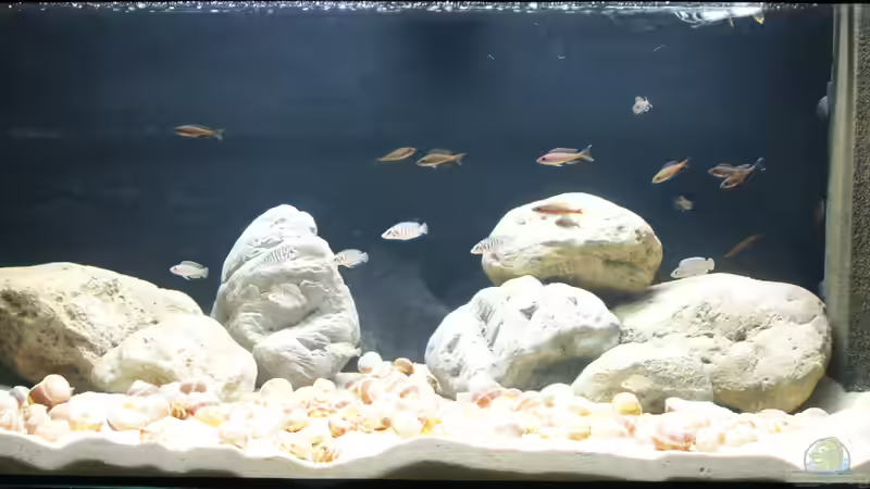 Becken am 11.11.2016 Becken am 11.11.2016