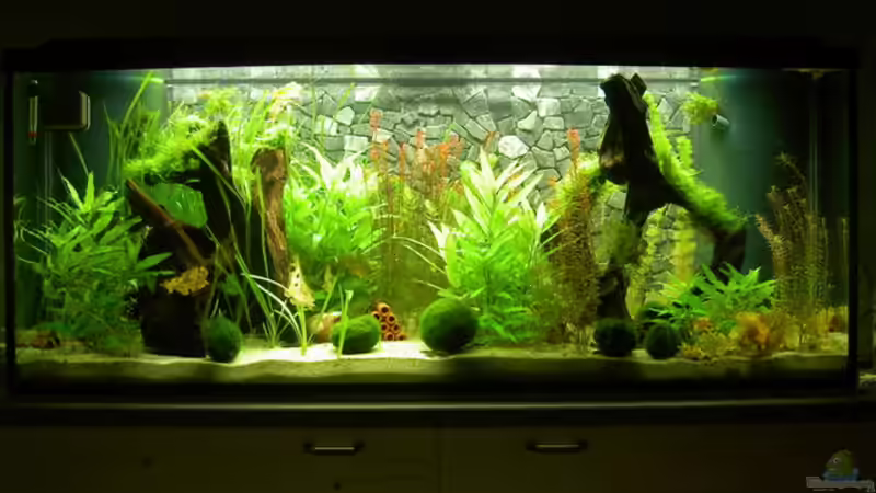 Becken am 15.11.2009 Becken am 15.11.2009