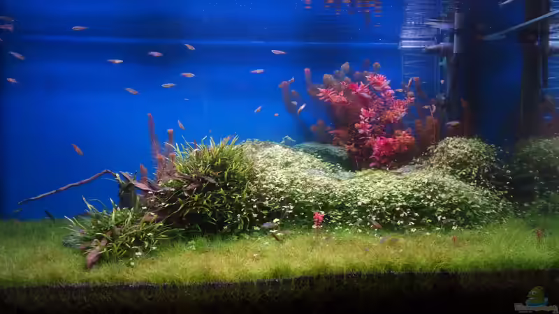 Becken am 18.06.2013 Becken am 18.06.2013