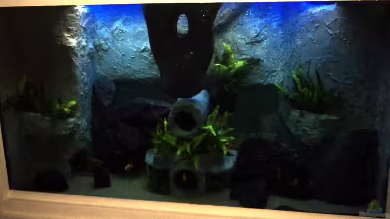 Becken am 29.01.2012 Becken am 29.01.2012