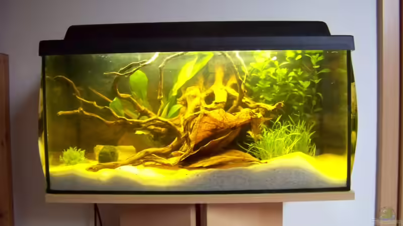 Becken am 31.12.2009 mit Pflanzen Becken am 31.12.2009 mit Pflanzen