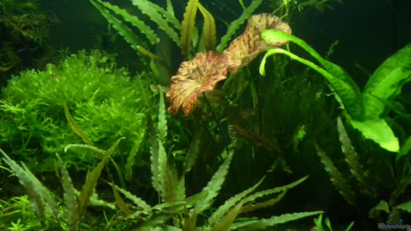 Becken Detailansicht Becken Detailansicht