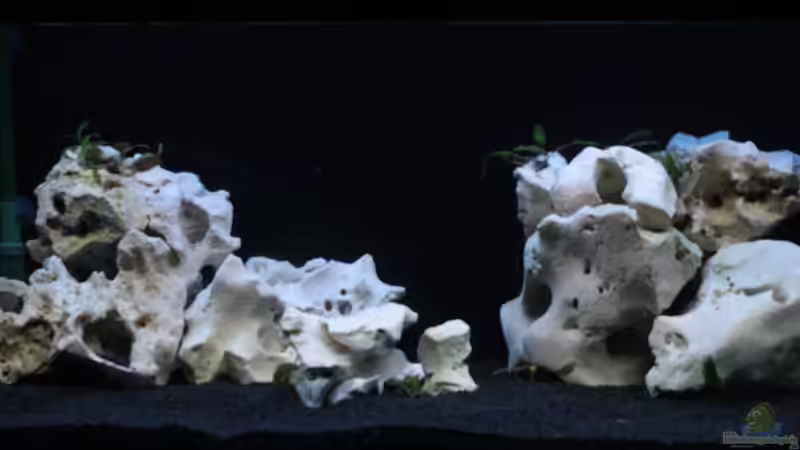 Becken Front Becken Front