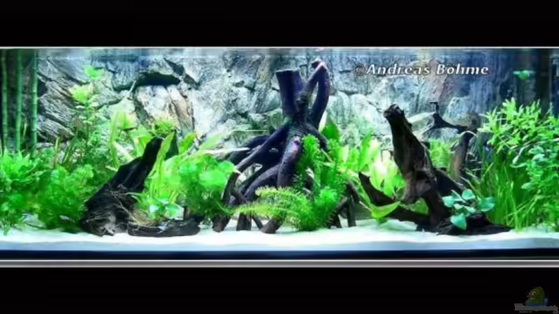 Becken Front Becken Front