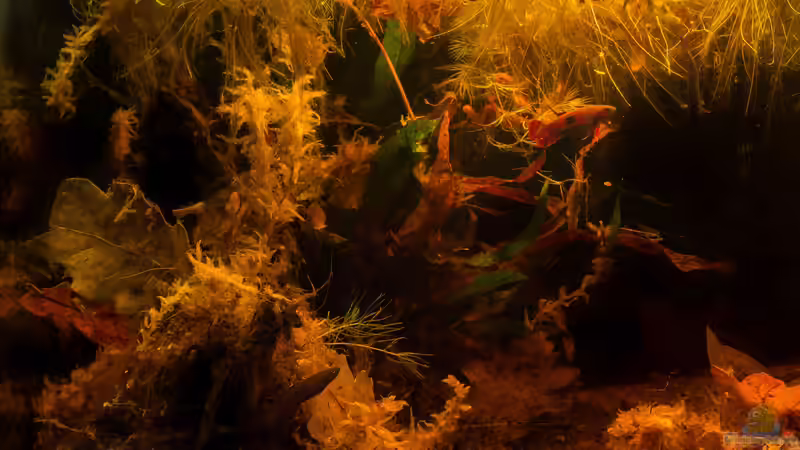 Becken für Betta brownorum Becken für Betta brownorum