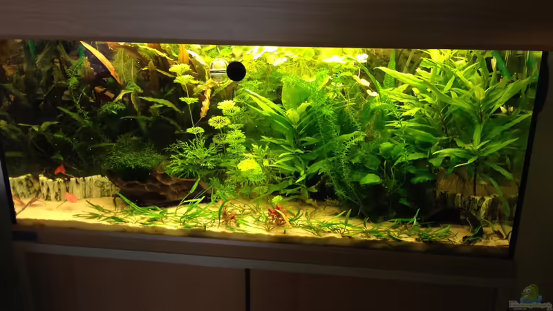 Becken Gesamtansicht Becken Gesamtansicht