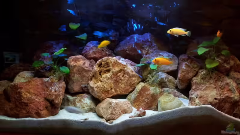 Becken im August 2011 Becken im August 2011