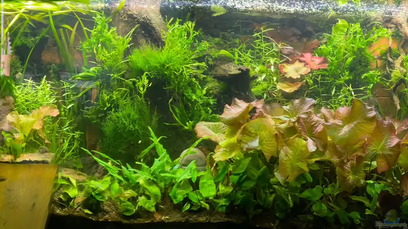 Becken im März 2022 Becken im März 2022