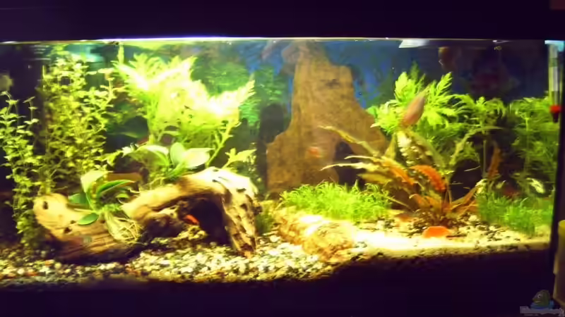 Becken in der Totalansicht Becken in der Totalansicht