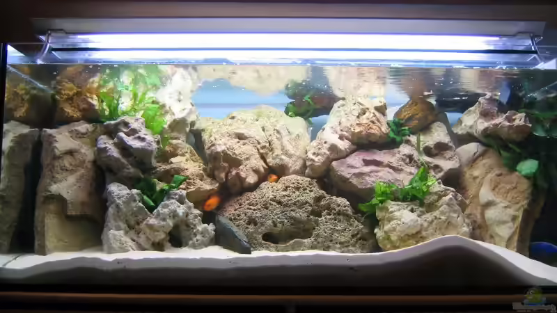 Becken ist neu eingerichtet, deshalb sieht man die Fische noch nicht. Wenn sie sich eingelebt haben, ändere ich das Bild Becken ist neu eingerichtet, deshalb sieht man die Fische noch nicht. Wenn sie sich eingelebt haben, ändere ich das Bild