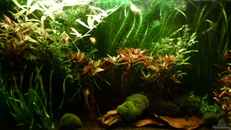 Becken klein Becken klein