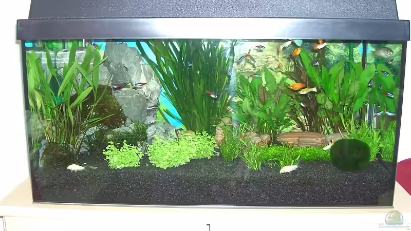 Becken komplett Becken komplett