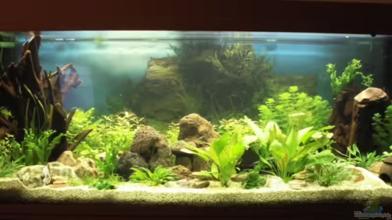 Becken kurz nach dem Einrichten Becken kurz nach dem Einrichten