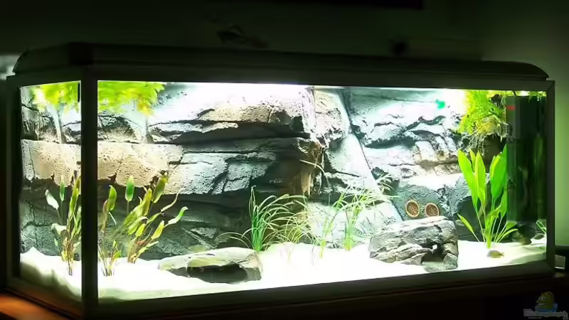 Becken mit integrierter Rückwand nach der Einlaufphase Becken mit integrierter Rückwand nach der Einlaufphase